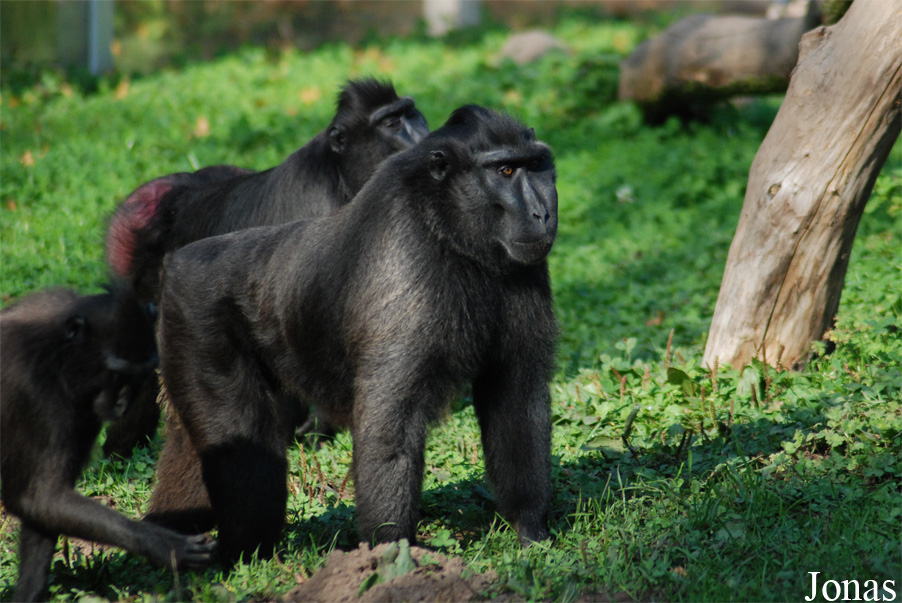 Macaca nigra