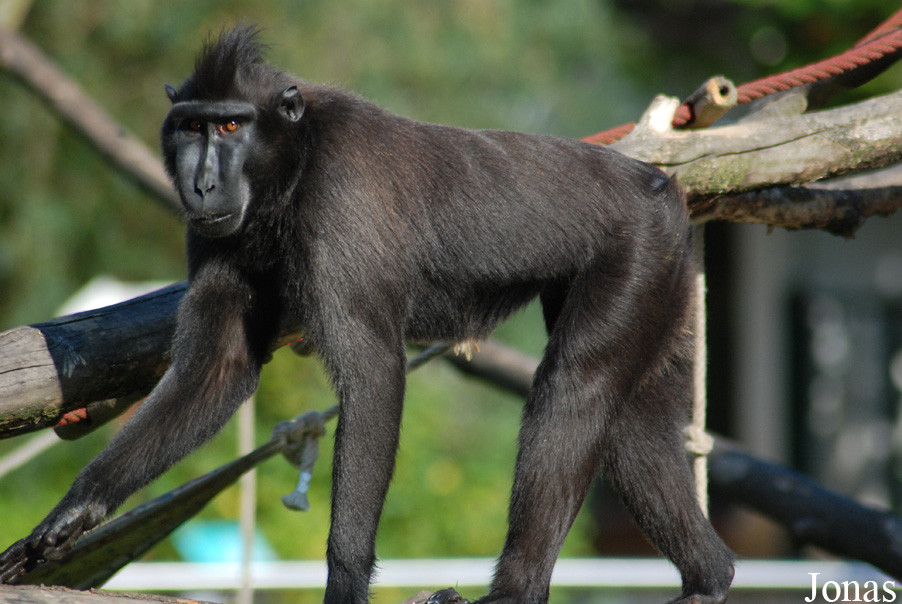 Macaca nigra