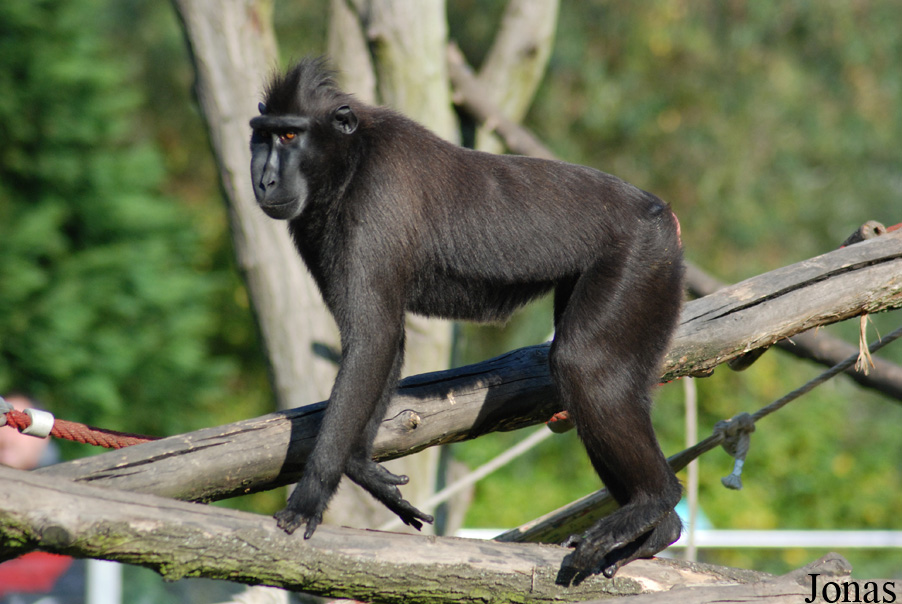 Macaca nigra