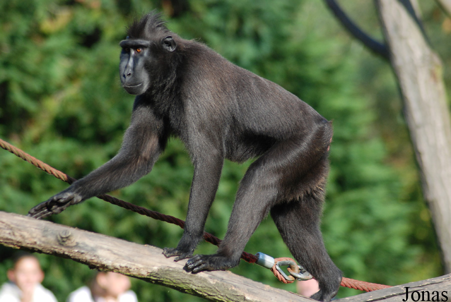 Macaca nigra