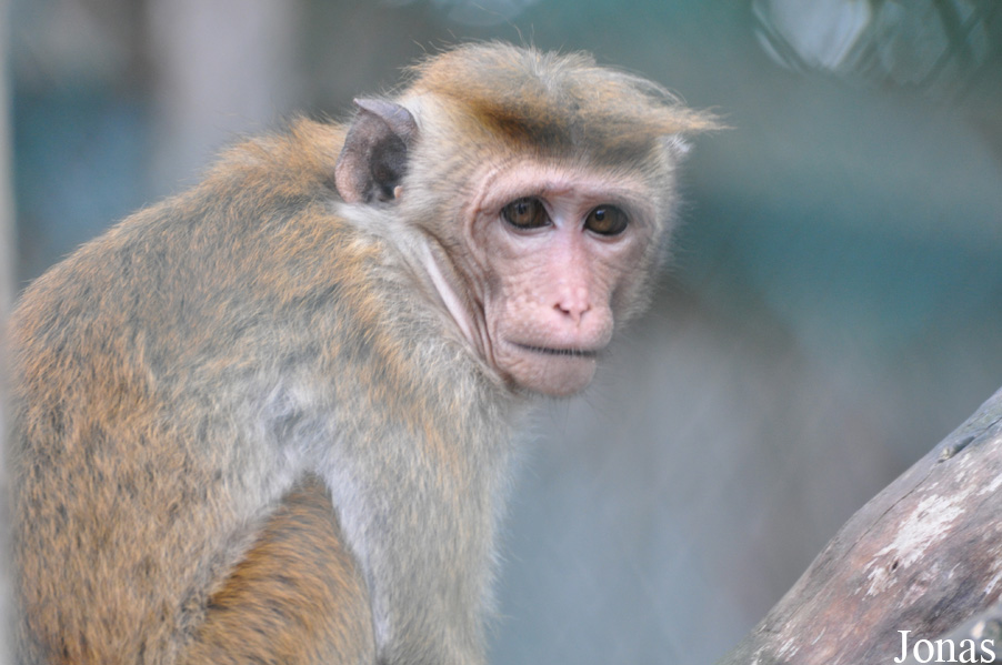 Macaca sinica