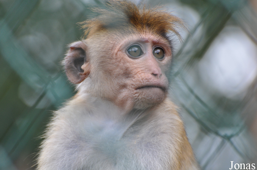 Macaca sinica