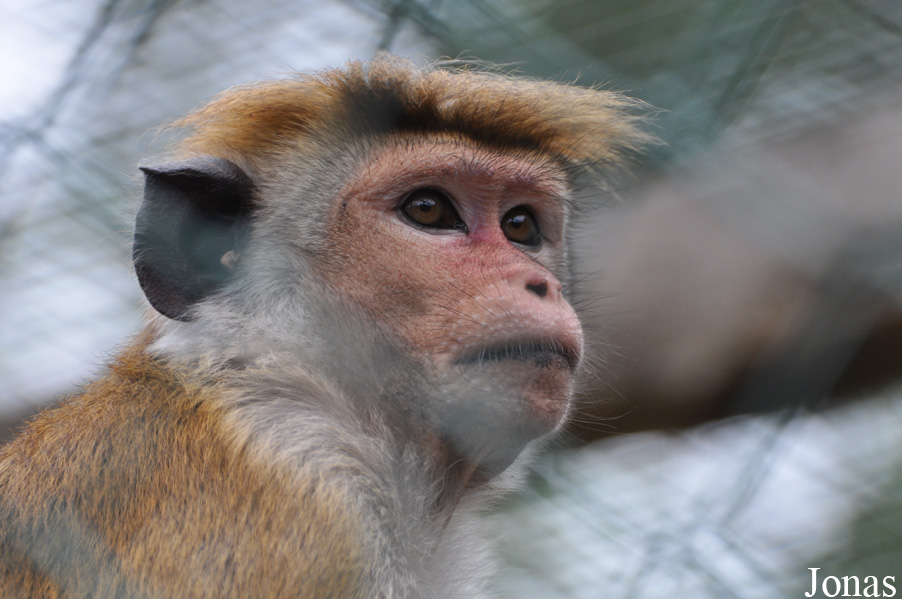 Macaca sinica