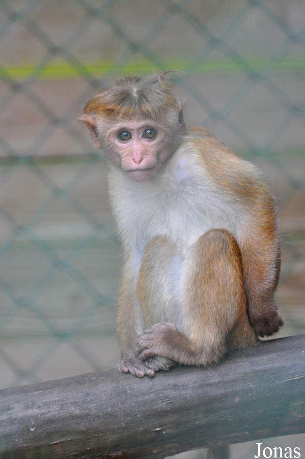 Macaca sinica
