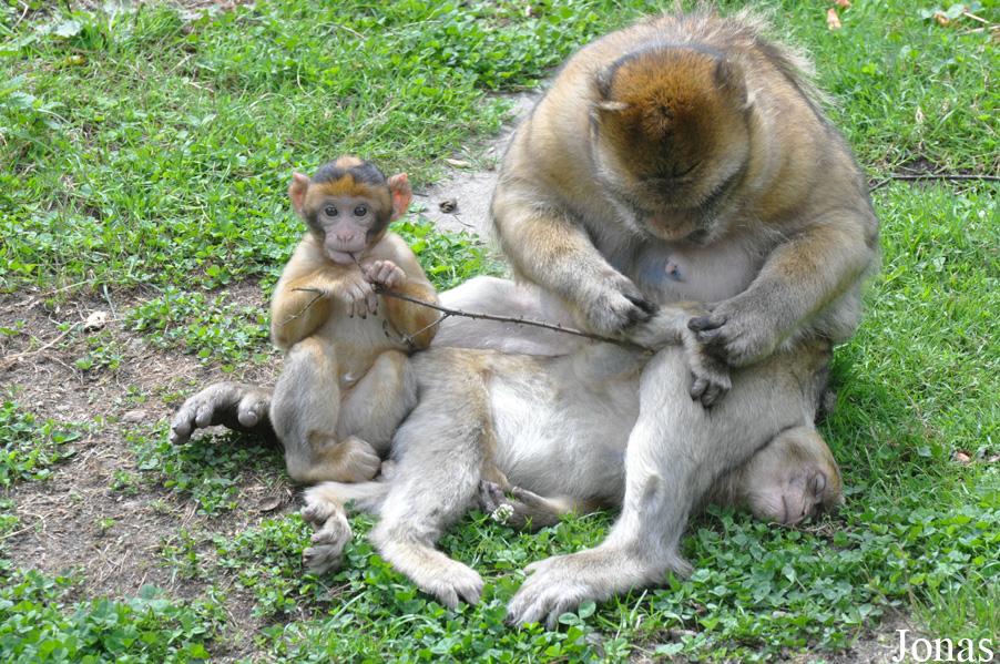 Macaca sylvanus