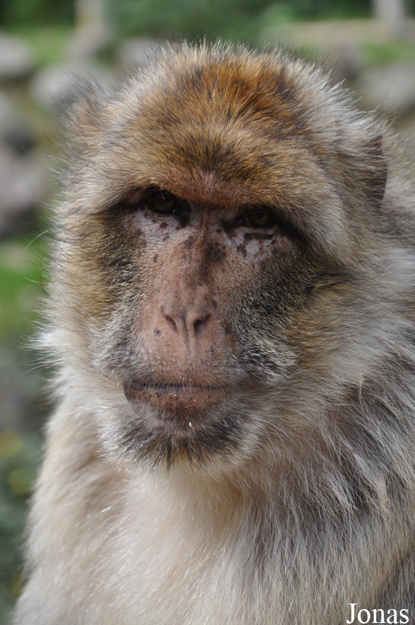 Macaca sylvanus