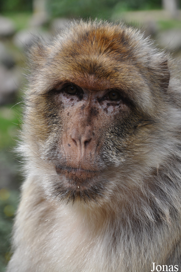 Macaca sylvanus