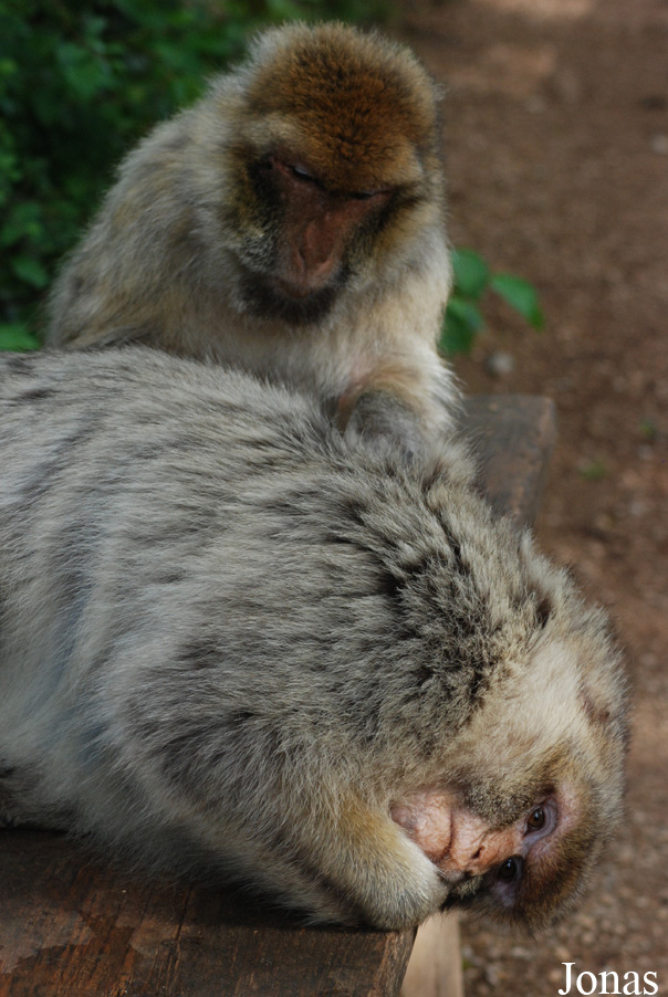 Macaca sylvanus