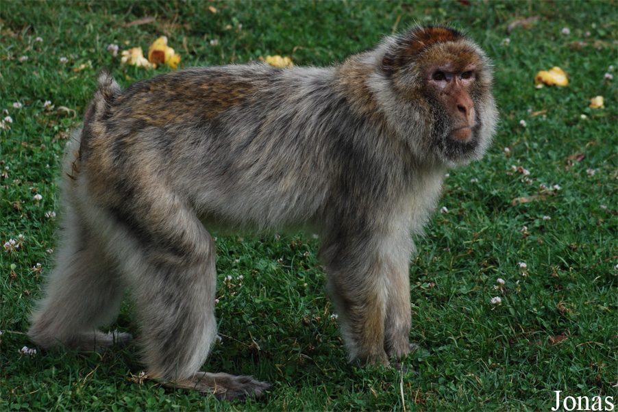 Macaca sylvanus