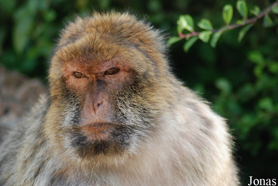 Macaca sylvanus
