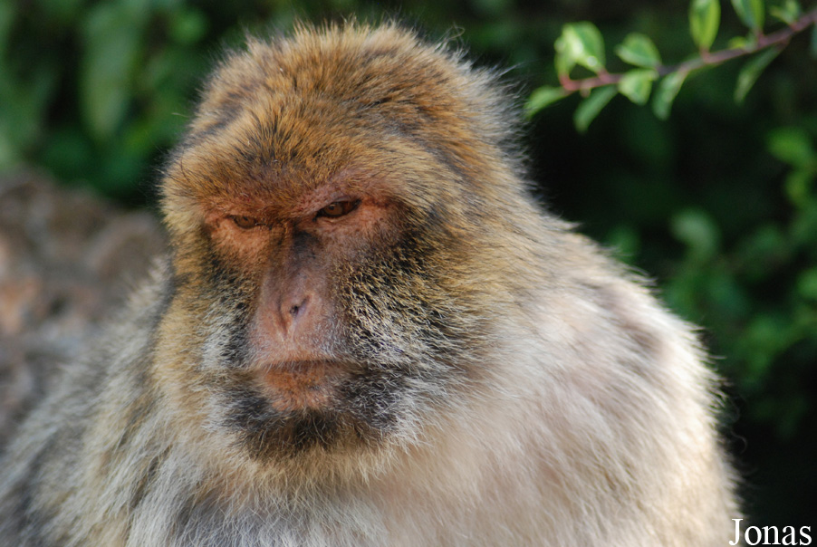 Macaca sylvanus