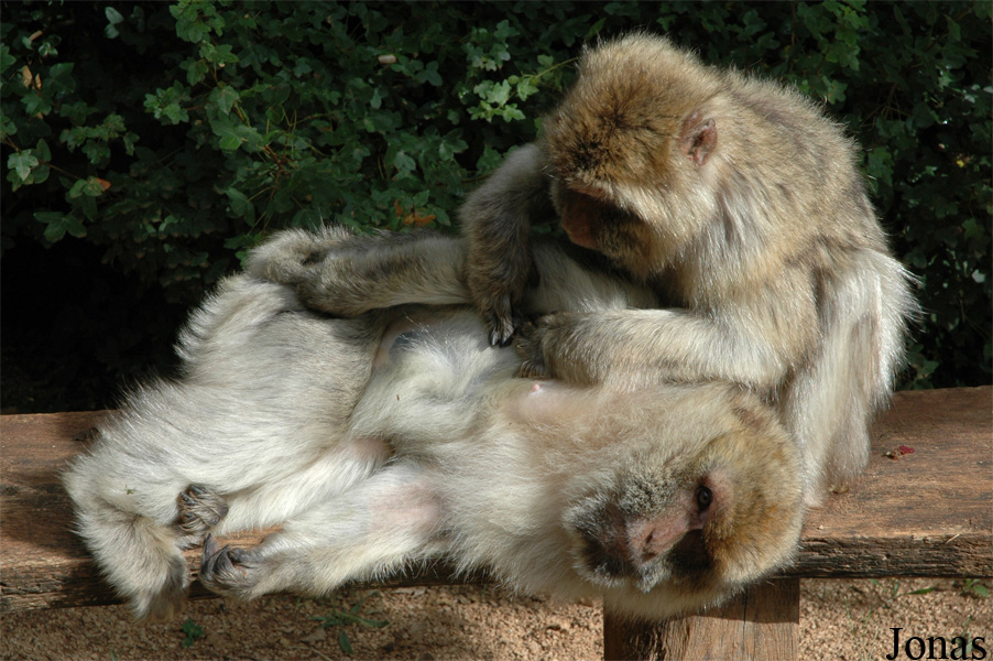 Macaca sylvanus