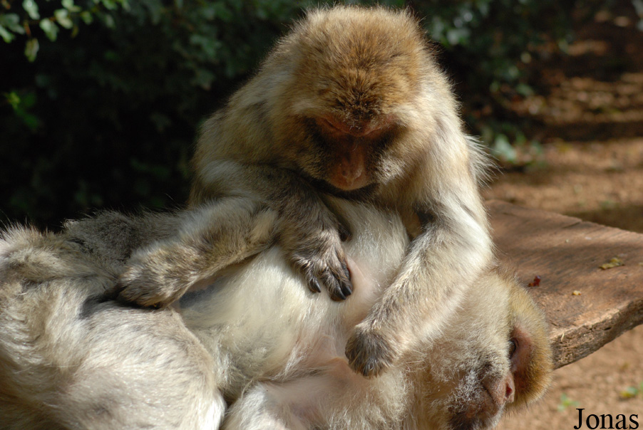 Macaca sylvanus