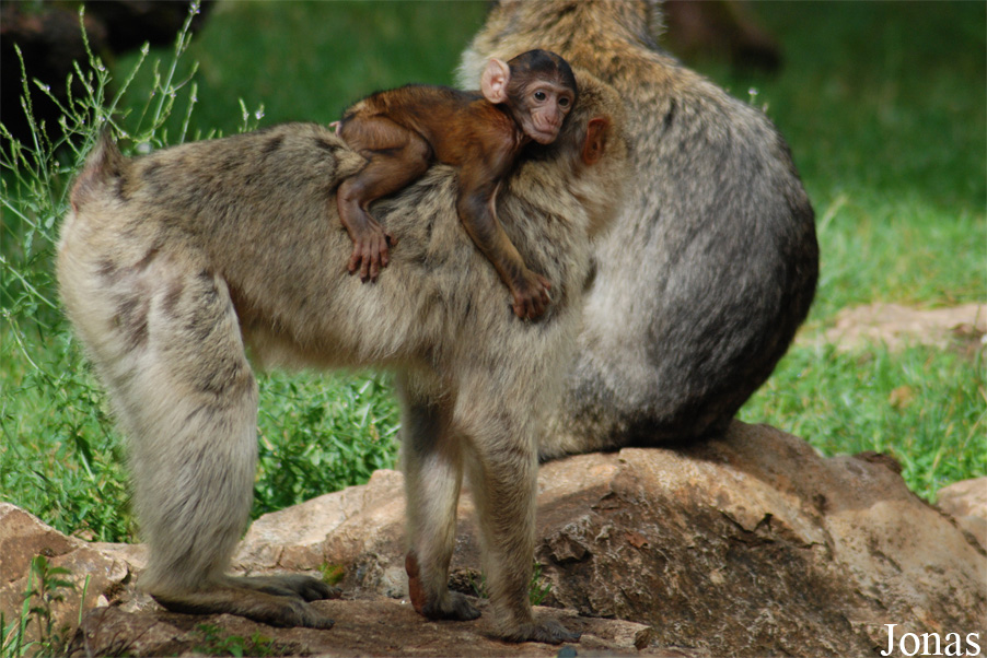 Macaca sylvanus