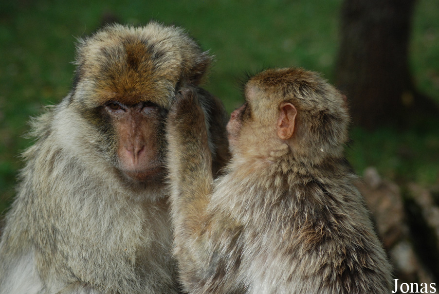 Macaca sylvanus