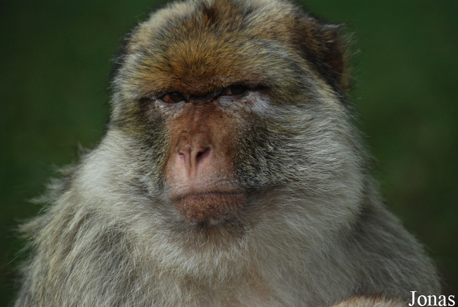 Macaca sylvanus