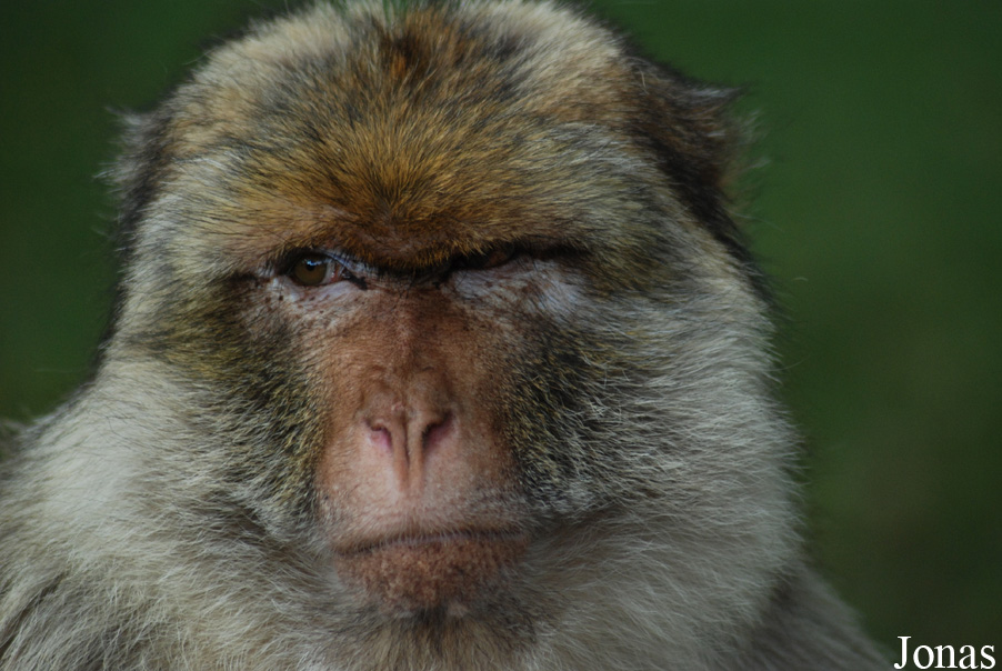 Macaca sylvanus