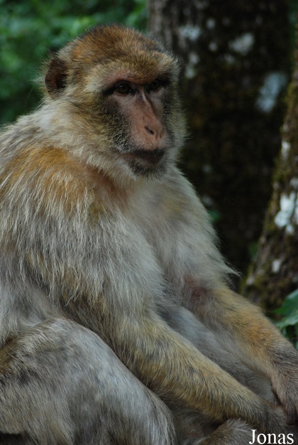 Macaca sylvanus
