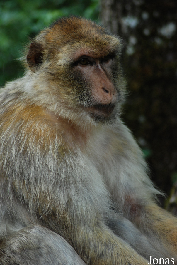 Macaca sylvanus