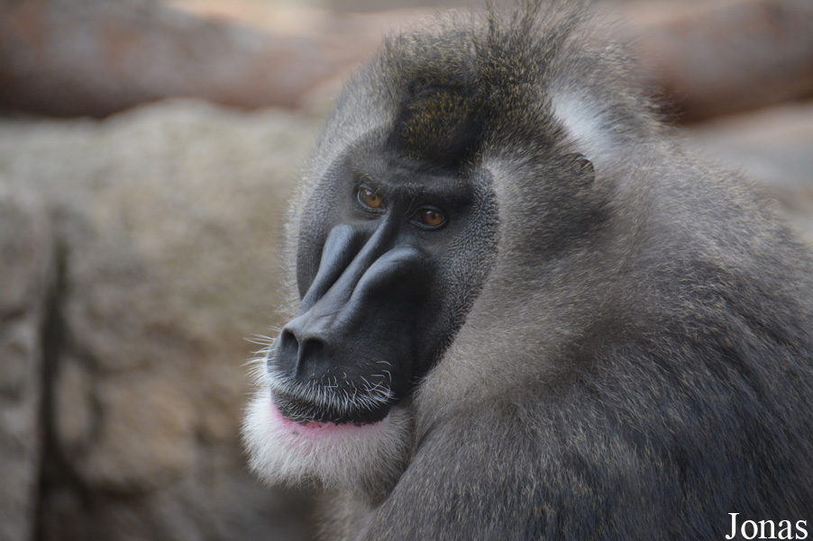 Mandrillus leucophaeus