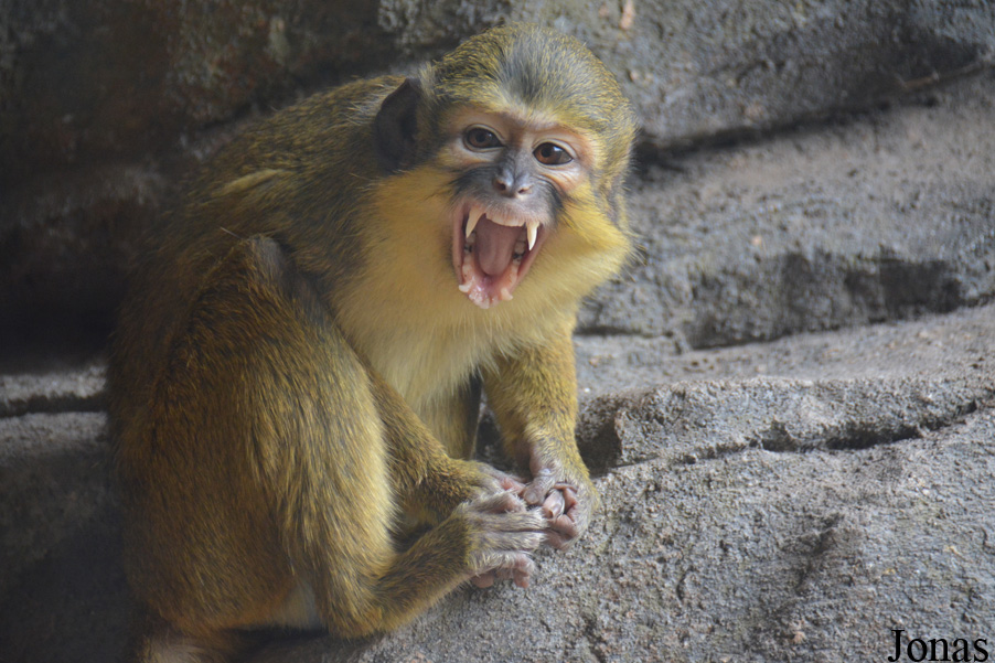 Miopithecus ogouensis