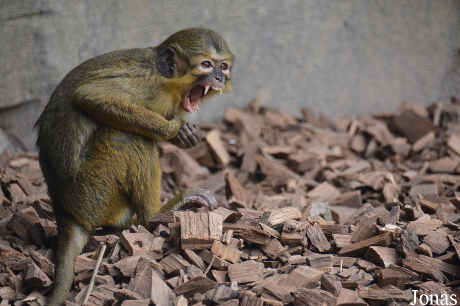 Miopithecus ogouensis