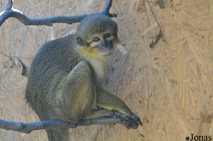 Miopithecus ogouensis