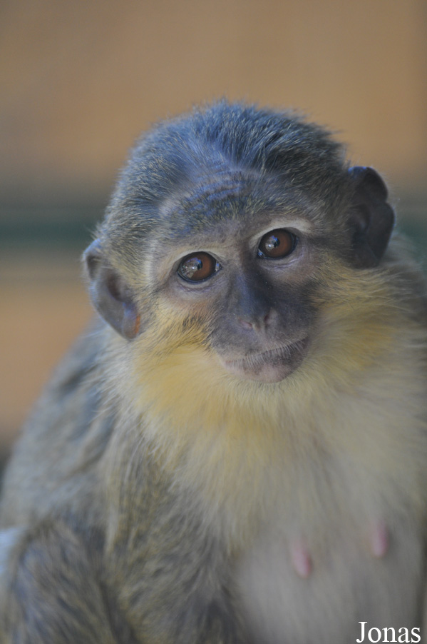 Miopithecus ogouensis