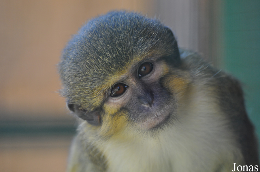 Miopithecus ogouensis