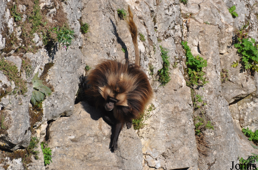 Theropithecus gelada