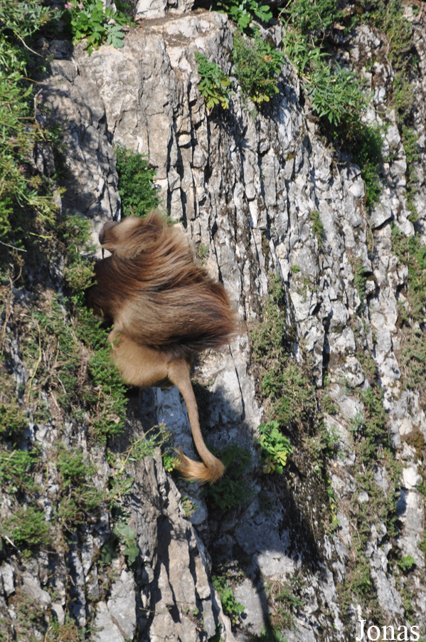 Theropithecus gelada