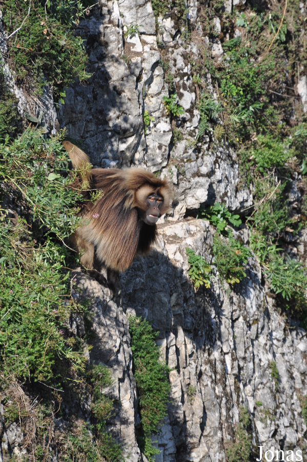 Theropithecus gelada