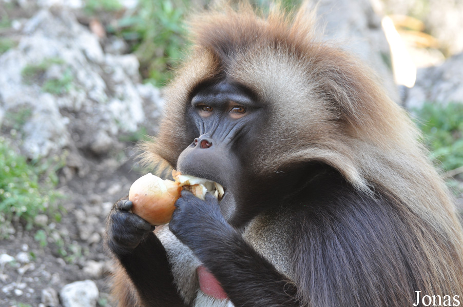 Theropithecus gelada