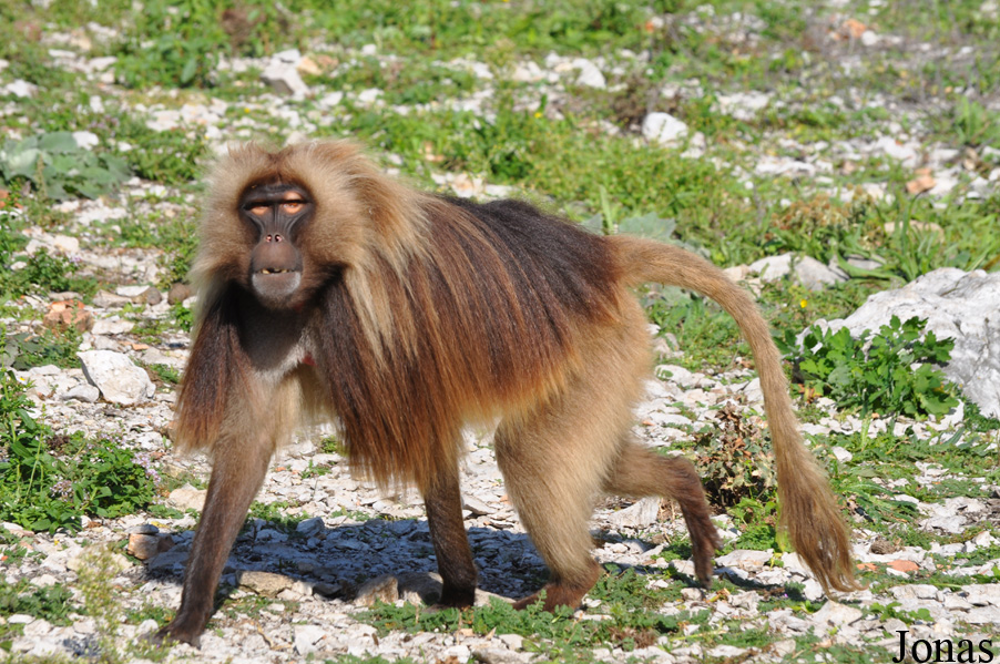 Theropithecus gelada