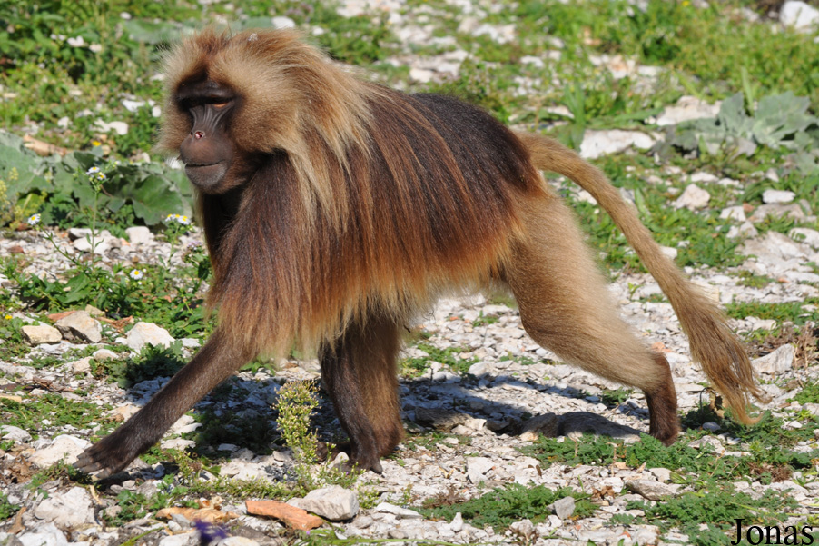 Theropithecus gelada