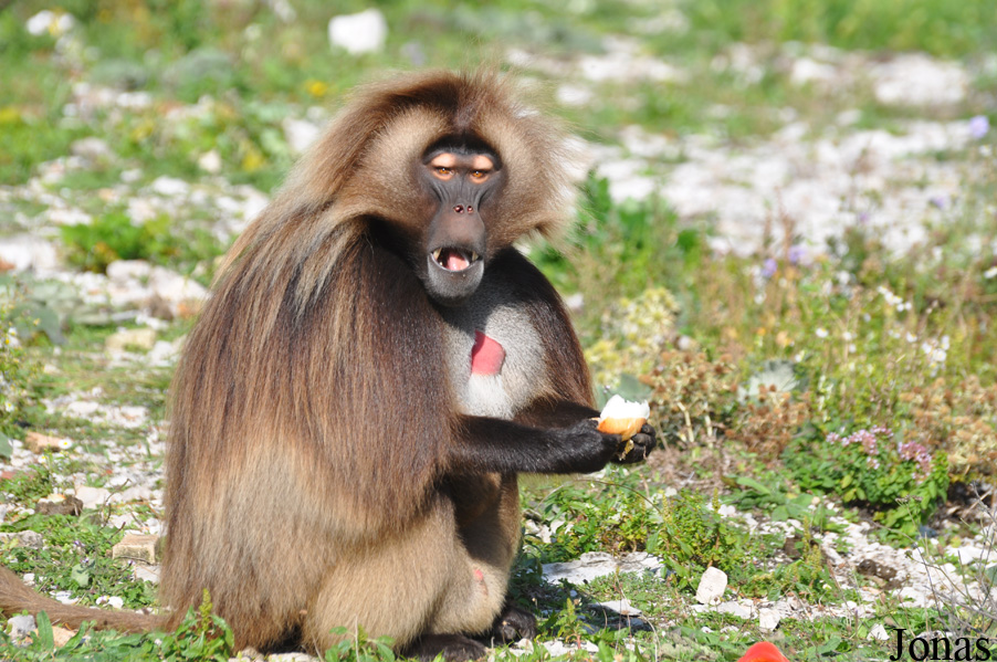 Theropithecus gelada
