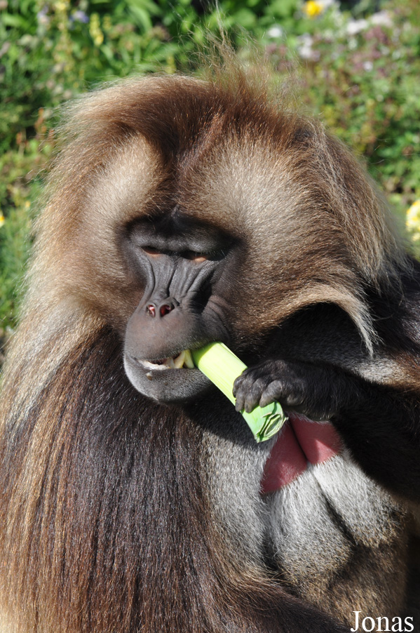 Theropithecus gelada