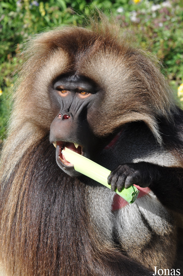 Theropithecus gelada