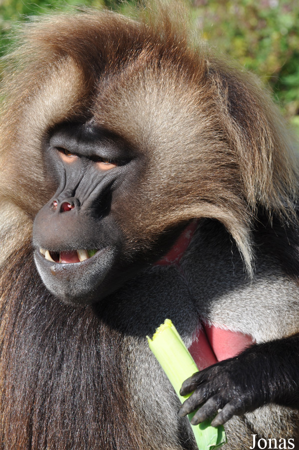 Theropithecus gelada