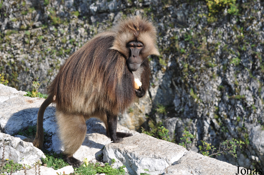 Theropithecus gelada