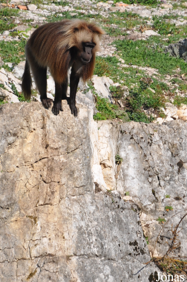 Theropithecus gelada