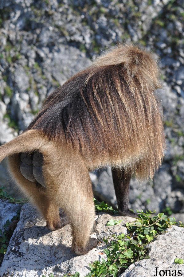 Theropithecus gelada