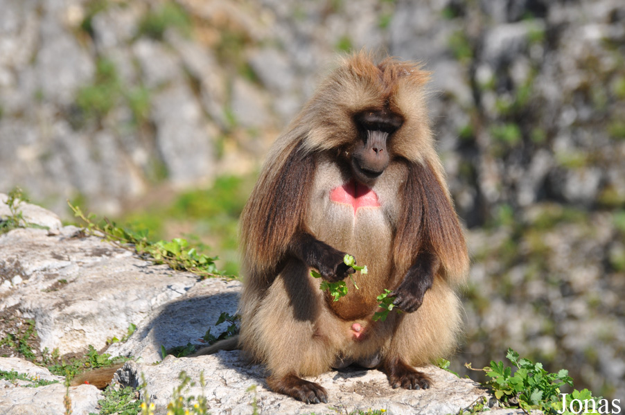 Theropithecus gelada