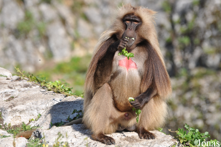 Theropithecus gelada