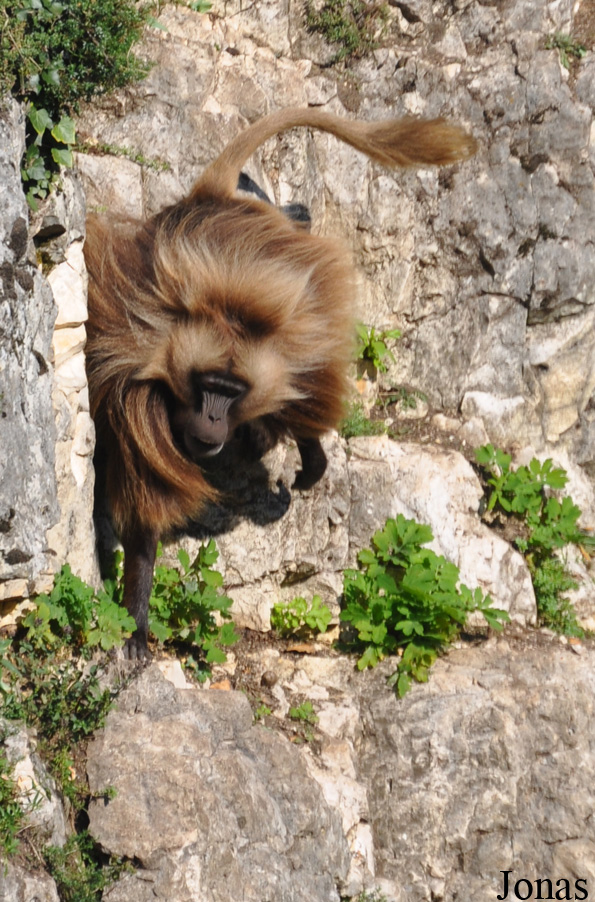 Theropithecus gelada