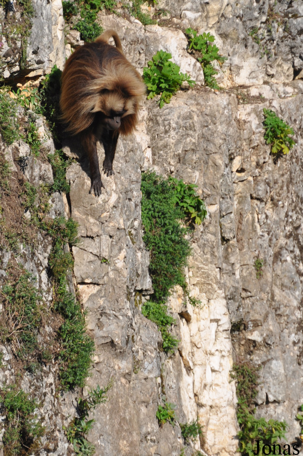 Theropithecus gelada