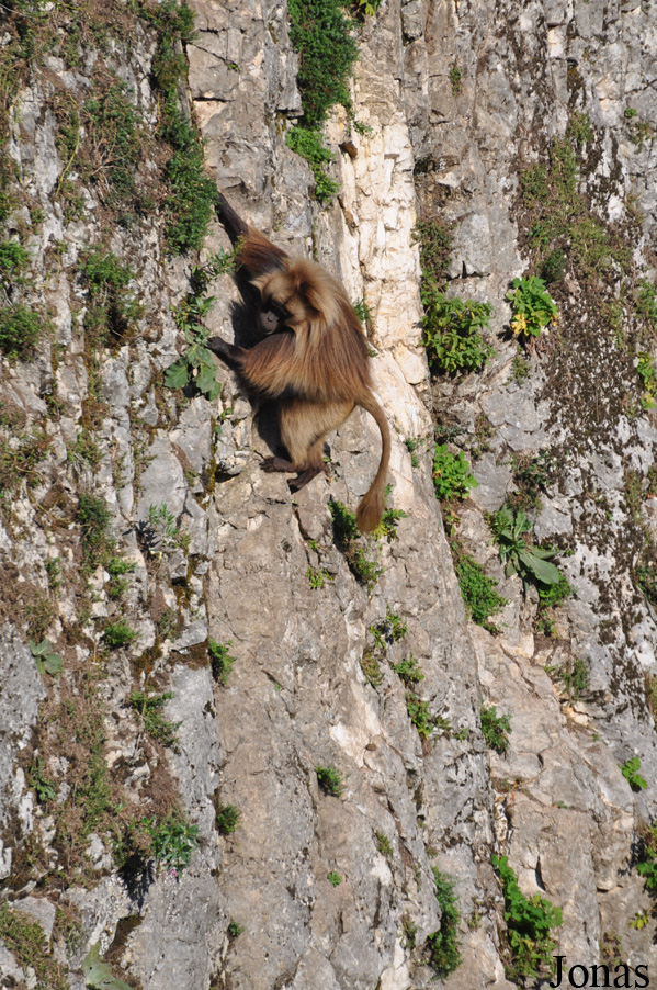 Theropithecus gelada