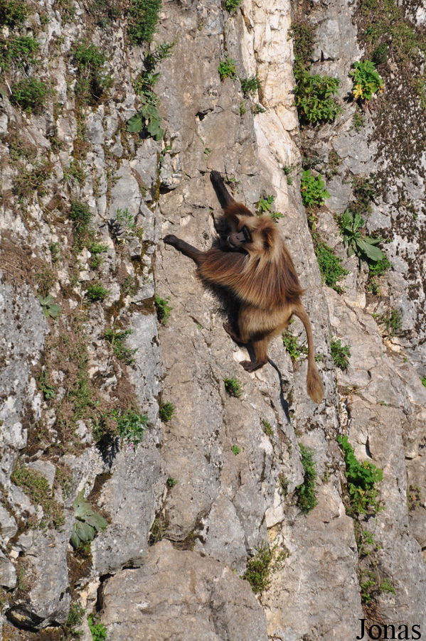 Theropithecus gelada