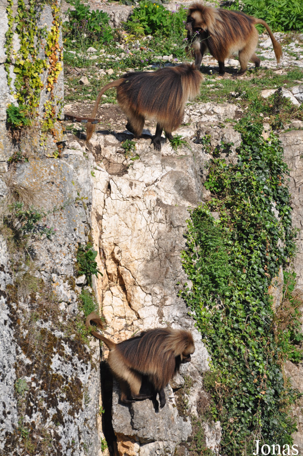 Theropithecus gelada