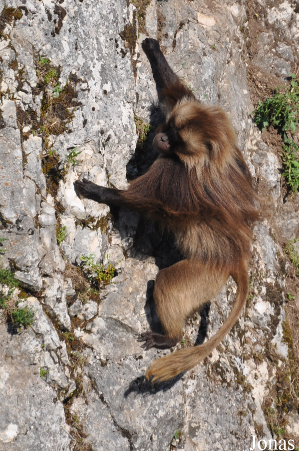 Theropithecus gelada